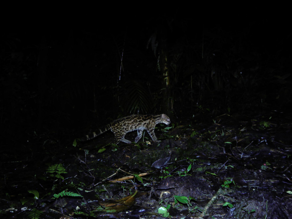 Oncilla walking in forest